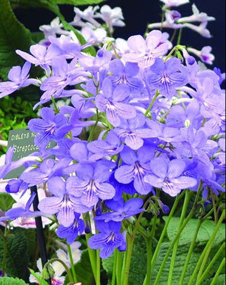 Streptocarpus Jennifer - Dibleys