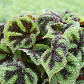 Begonia masoniana