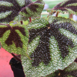 Begonia masoniana