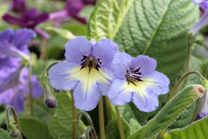 Streptocarpus Natalie - Dibleys