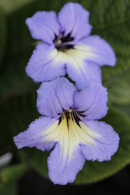 Streptocarpus Natalie - Dibleys