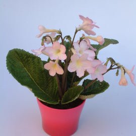 Streptocarpus Nia