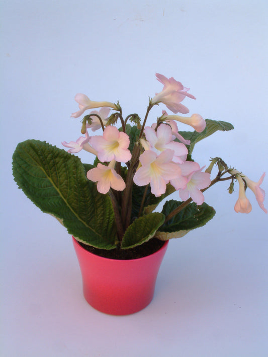 Streptocarpus Nia - Dibleys