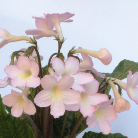 Streptocarpus Nia