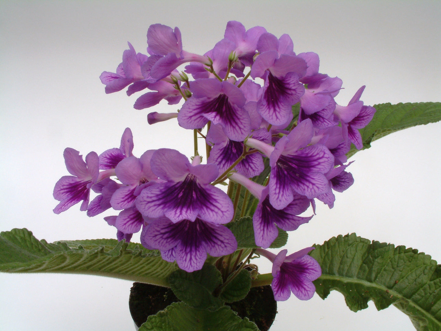 Dragon F1 Streptocarpus Seed - Dibleys